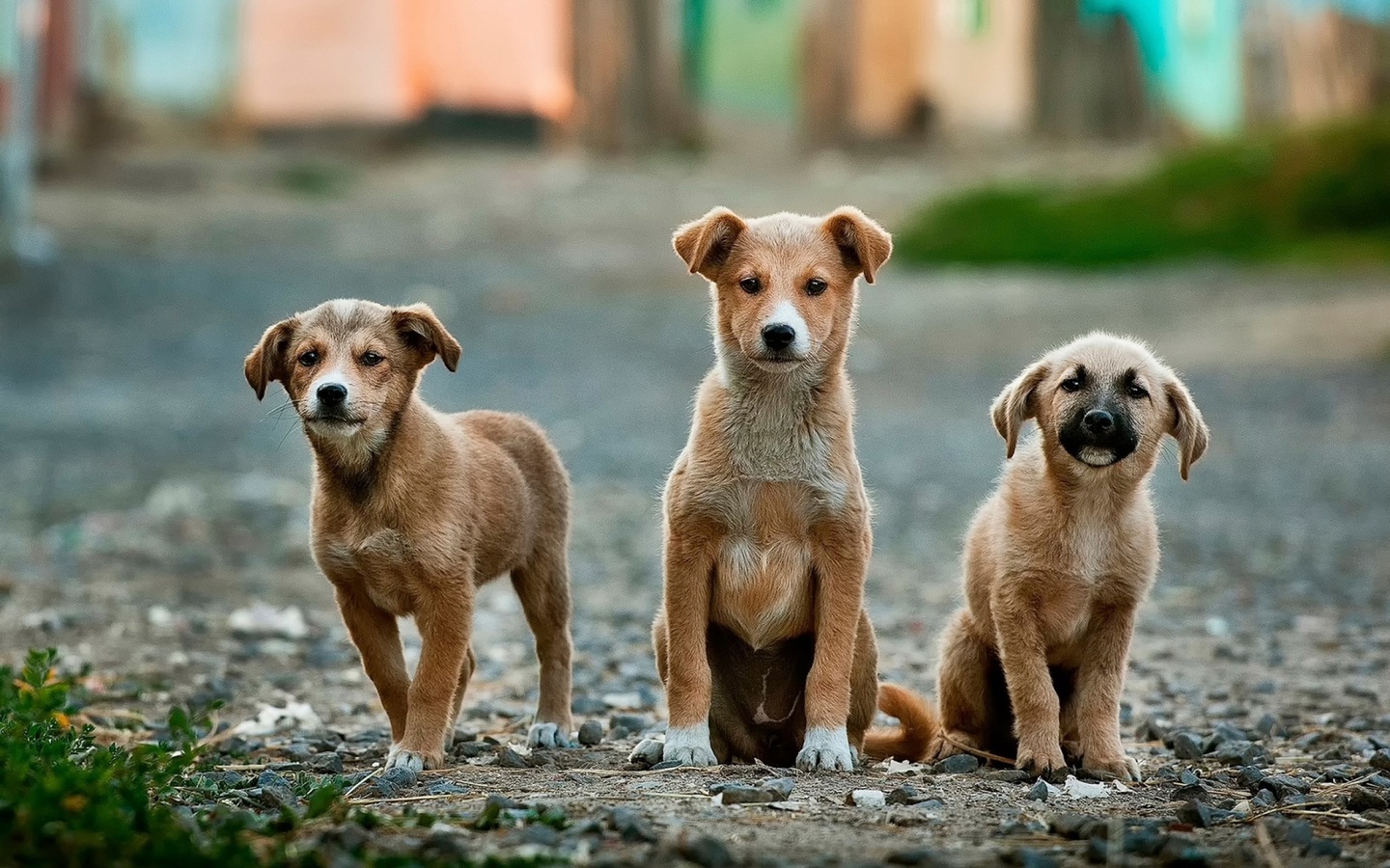 Udruga Fenix uputila poziv donatorima 'POMOGNITE DA POKRIJEMO BAR DIO VETERINARSKIH TROŠKOVA'