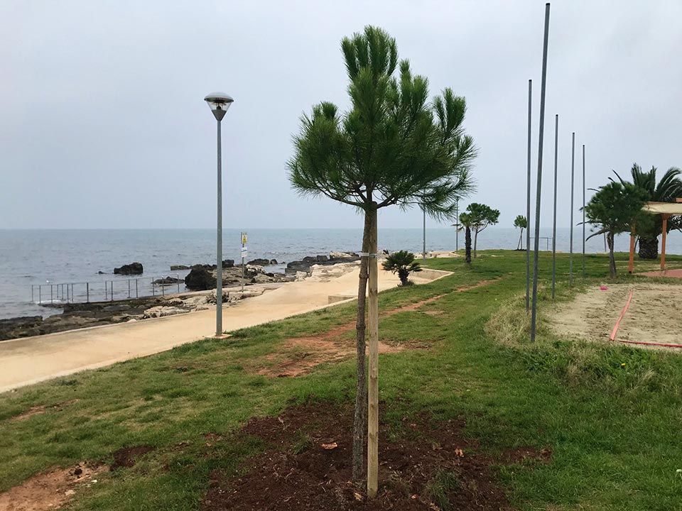 Umag: Obnavlja se šumica na plaži u Moeli