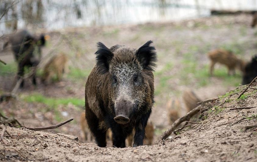 IZ ROVINJSKOG LOVAČKOG DRUŠTVA Sezona je lova