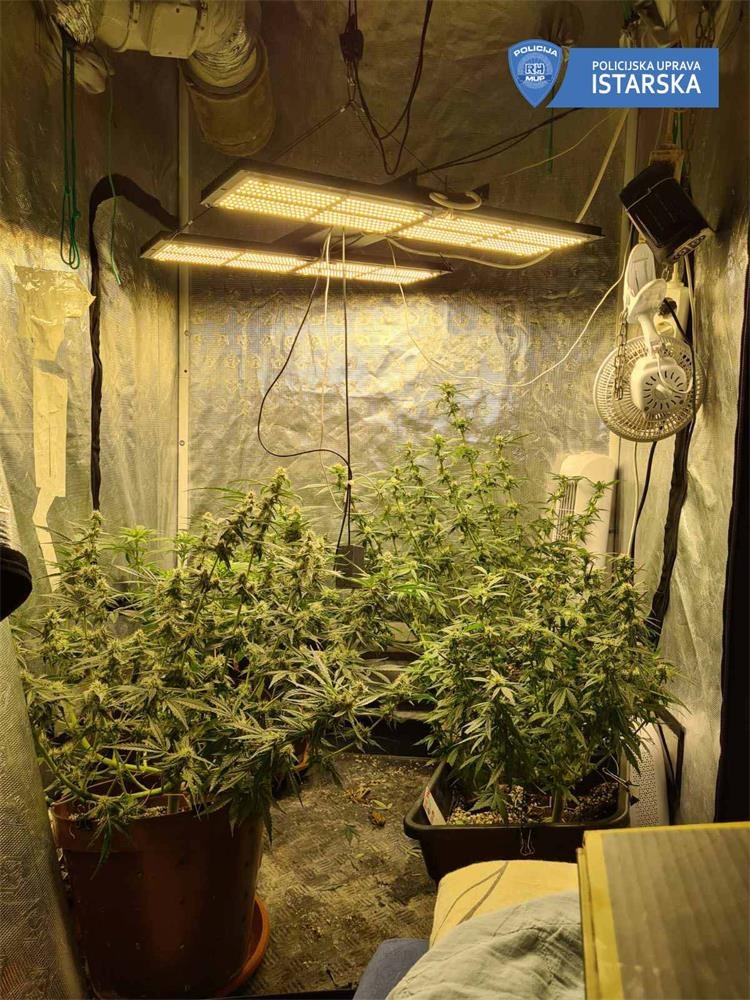 POLICIJA DOBILA NALOG ZA PRETRAGU STANA U PULI Pronašli tri laboratorija za uzgoj marihuane i ručnu bombu