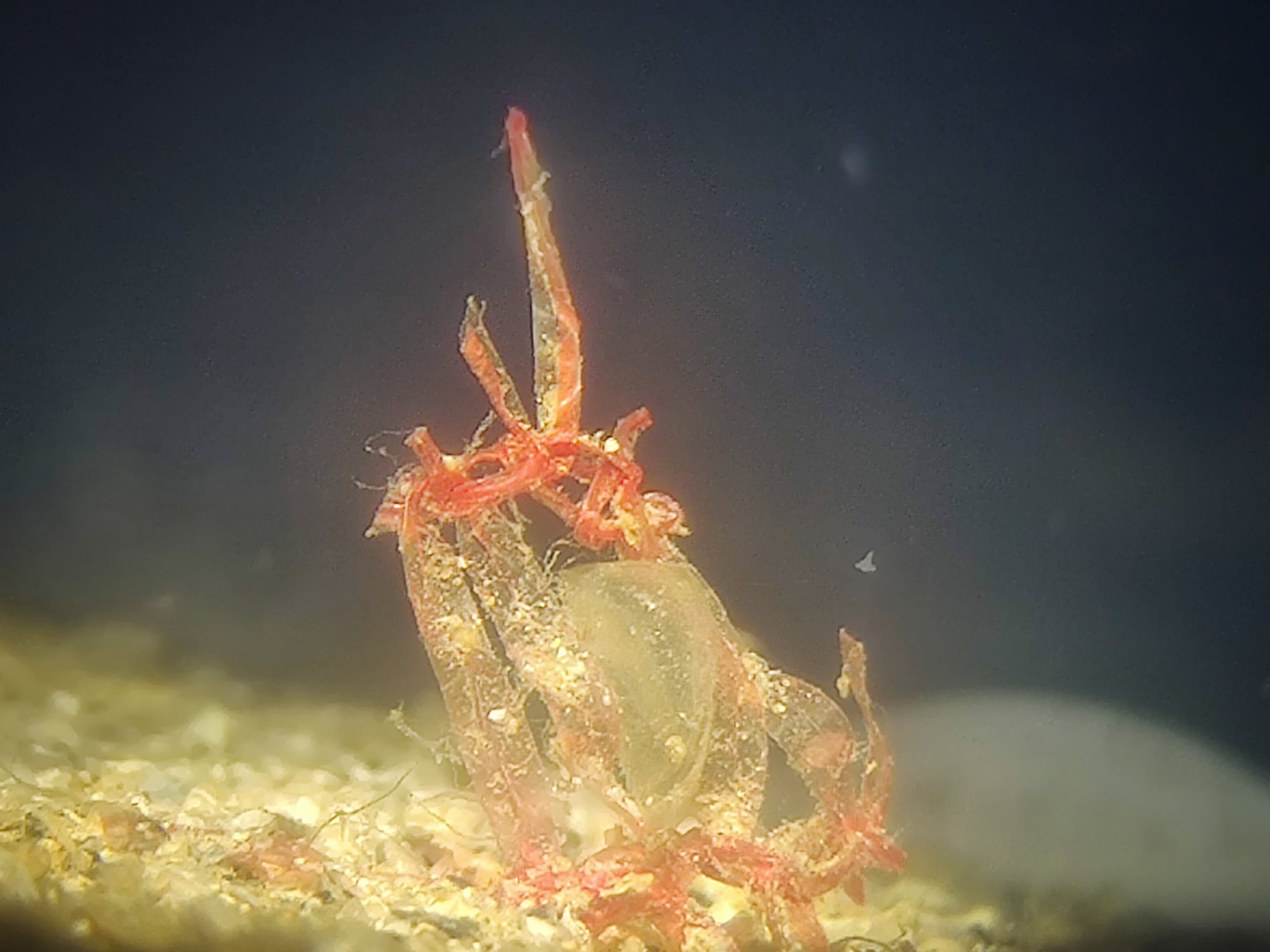 DOBRE VIJESTI IZ AQUARIUMA PULA Rovinjske 'bebe' periske odlično napreduju!