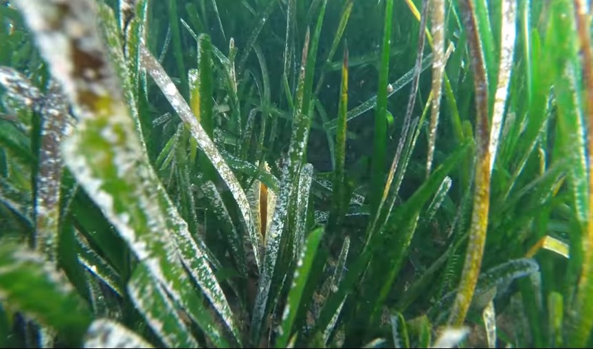 VIDEO Nakon Mare, u medulinskom podmorju pronađena još jedna živa periska