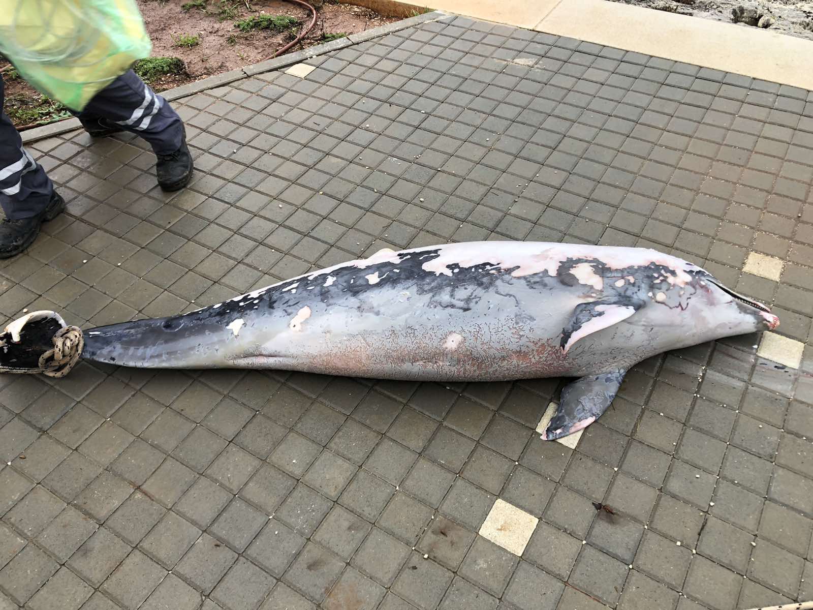 TUŽAN PRIZOR U ROVINJU U uvali Val de Lesso šetači pronašli uginulog delfina