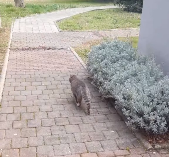 Video SIMPATIČNI ROVINJSKI MAČAK Brine o tome da volonteri sretno stignu do hranilišta