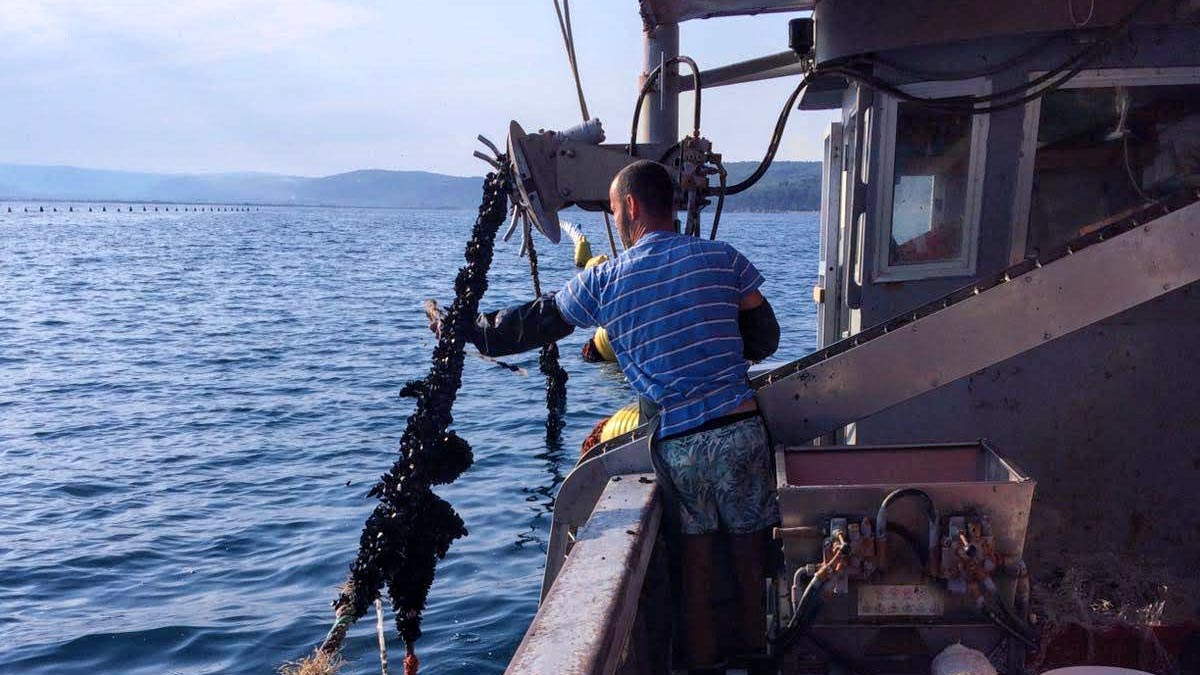 LIJEPA GESTA USUSRET USKRSU Umažanin Vladimir Bašić sugrađanima podijelio gotovo 1000 kg svježih dagnji