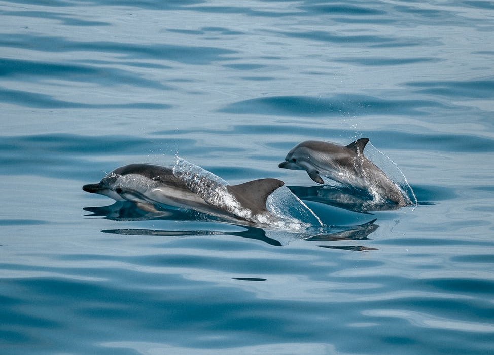 MEĐUNARODNI DAN DELFINA Jeste li znali da su delfini pravi zavodnici? Svojim ženkama pripremaju bukete od algi