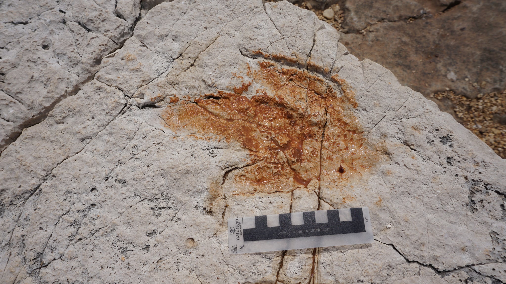 Fosili dinosaura i njihova nalazišta proglašeni su zaštićenim dijelom prirode