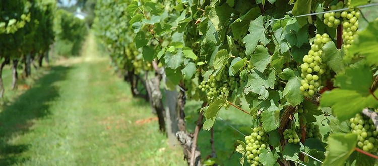 Važna obavijest vinogradarima NASTAVITE ZAŠTITU SVOJIH NASADA OD PEPELNICE I PERONOSPORE