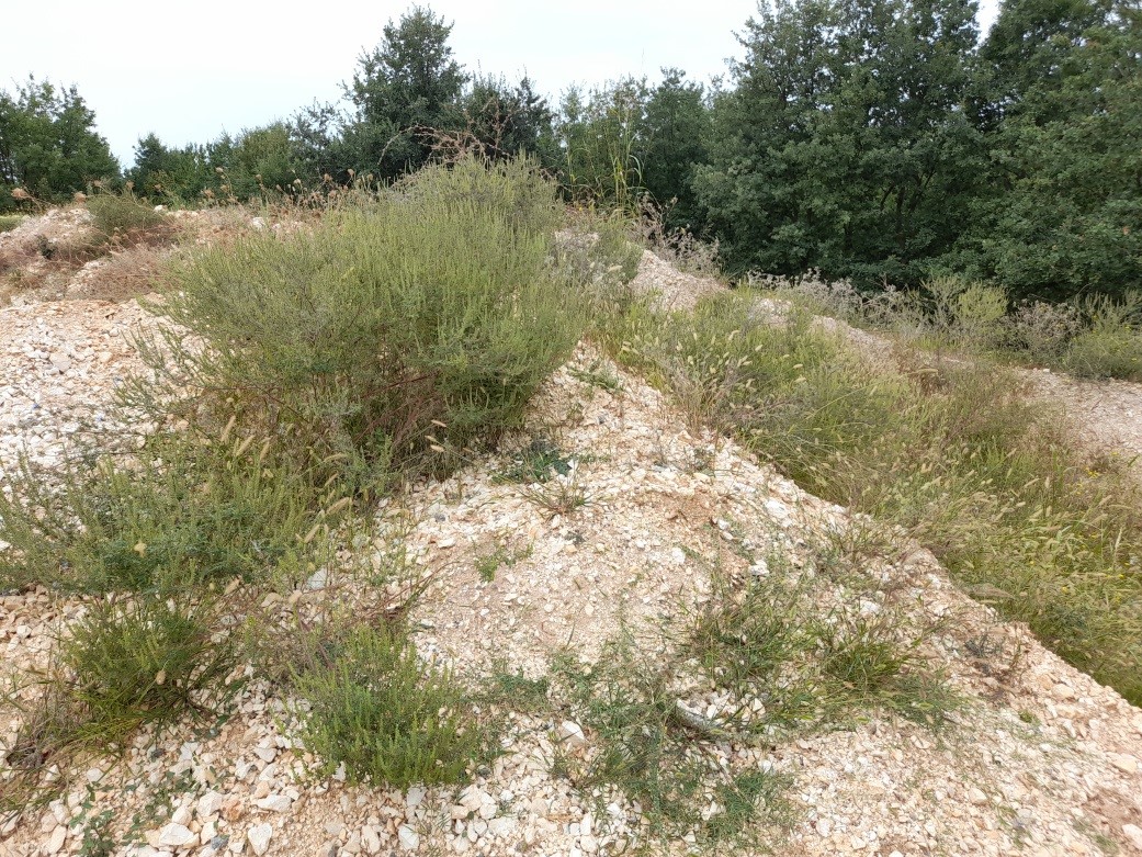 Centar za invazivne vrste Poreč otkrio gdje se skriva ambrozija