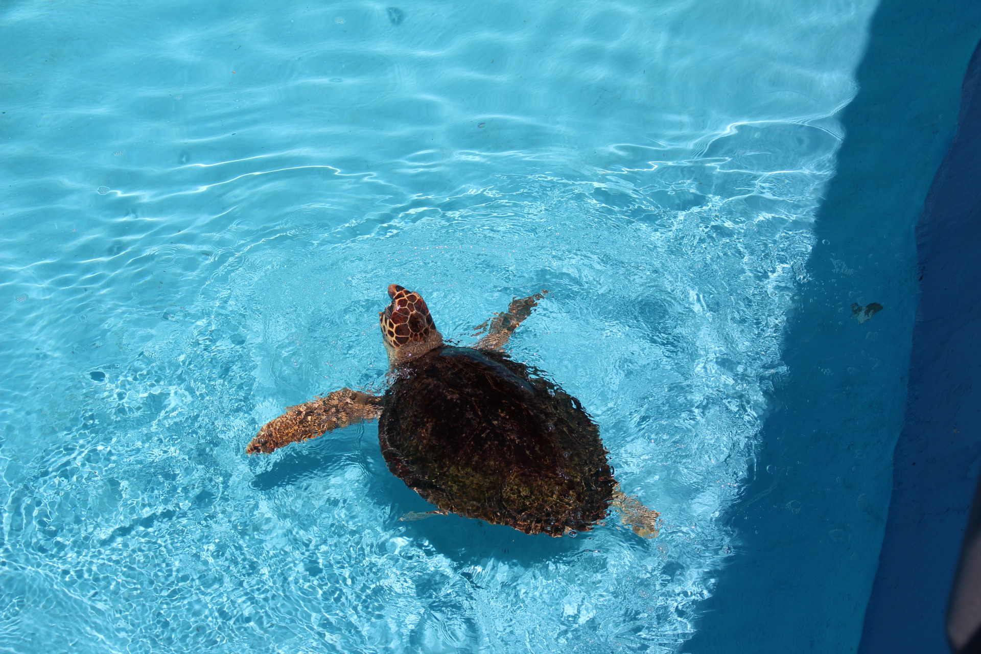 Znate li kako reagirati u slučaju pronalaska ozlijeđene ili uginule kornjače?