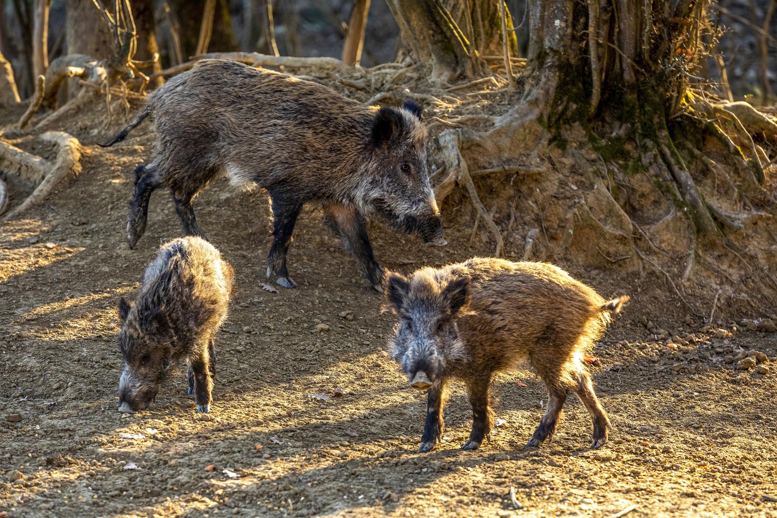 NE OBAZIRU SE NA LJUDE Divlje svinje u šumi kraj Buzeta pozirale fotografu