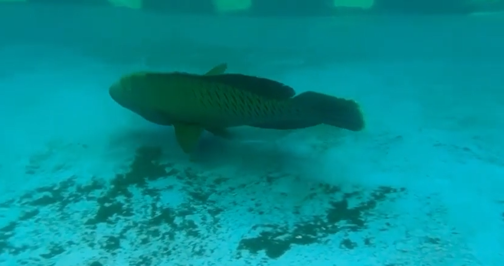 Zanimljiva riba stigla u Aquarium Pula NAKON OSME GODINE MIJENJA SPOL
