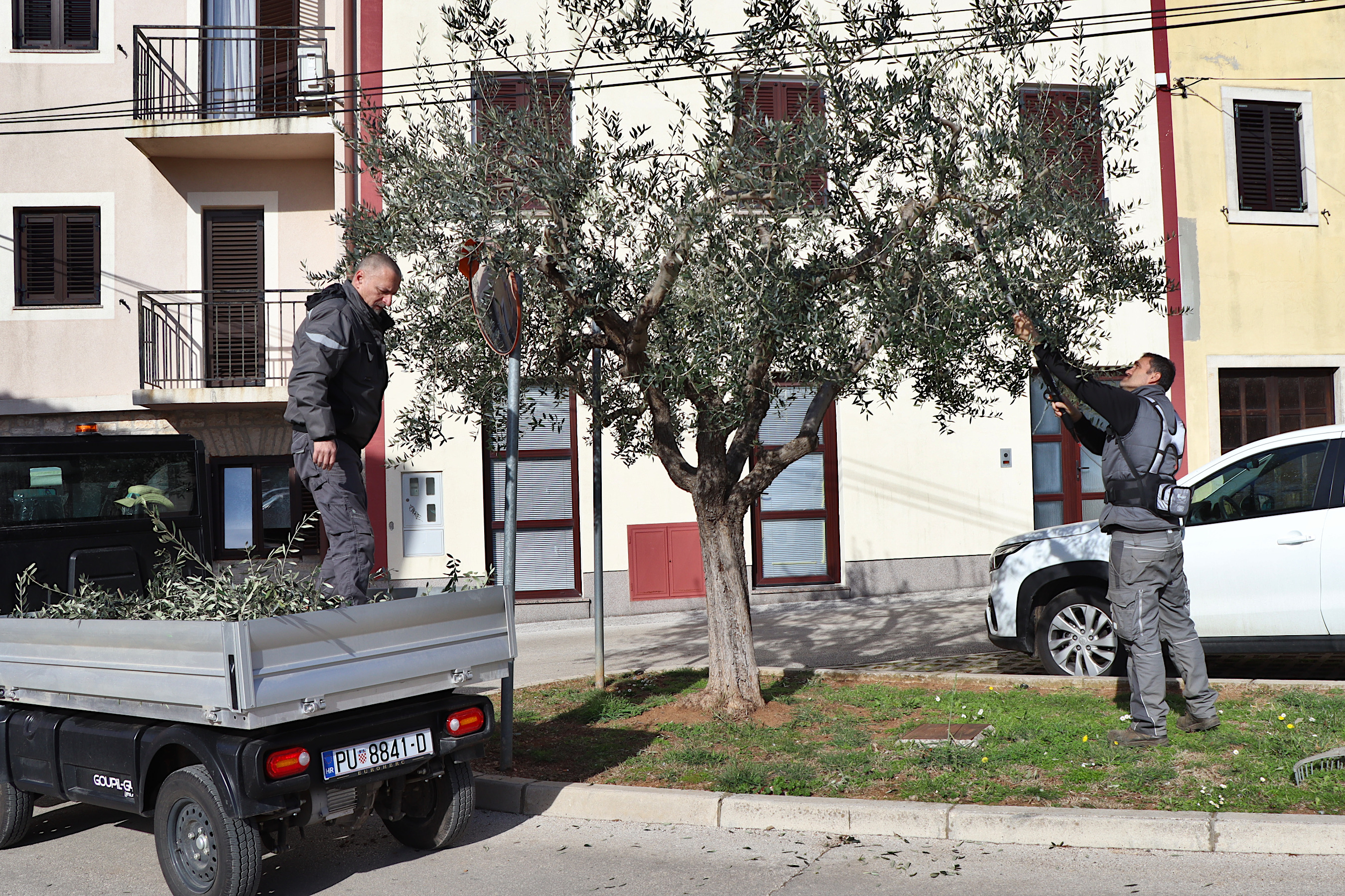 VODNJAN Djelatnici Contrade orezuju masline na javnim površinama