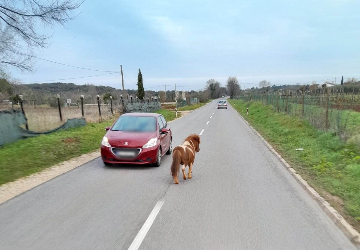 Neobičan sudionik u prometu! Poni prehodao četiri kilometara pa stigao u Rovinj