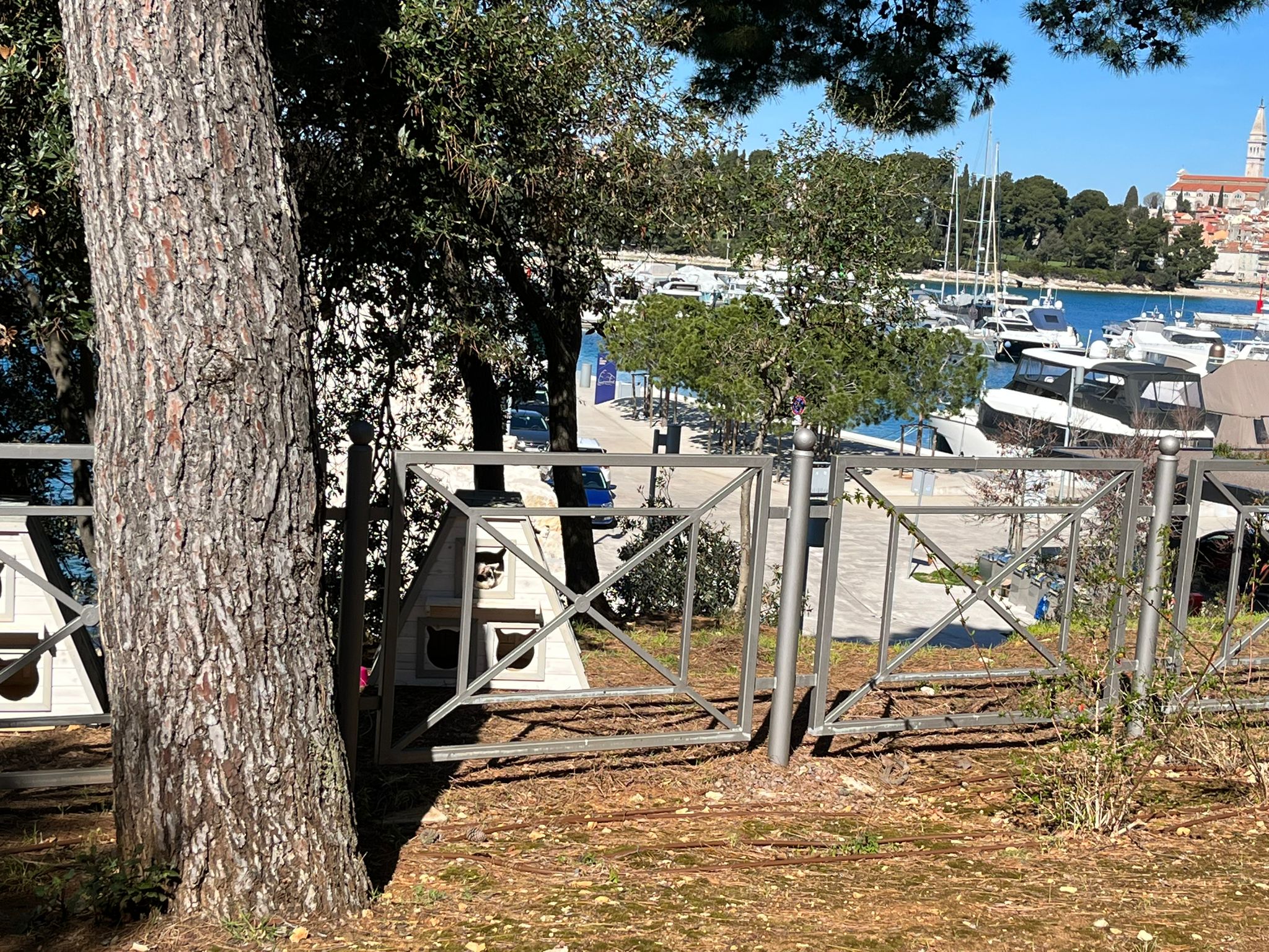 ROVINJ Slobodnoživuće mačke u blizini Maistrinih hotela dobile uvjete visoke kategorije POSTAVLJENO 28 KUĆICA