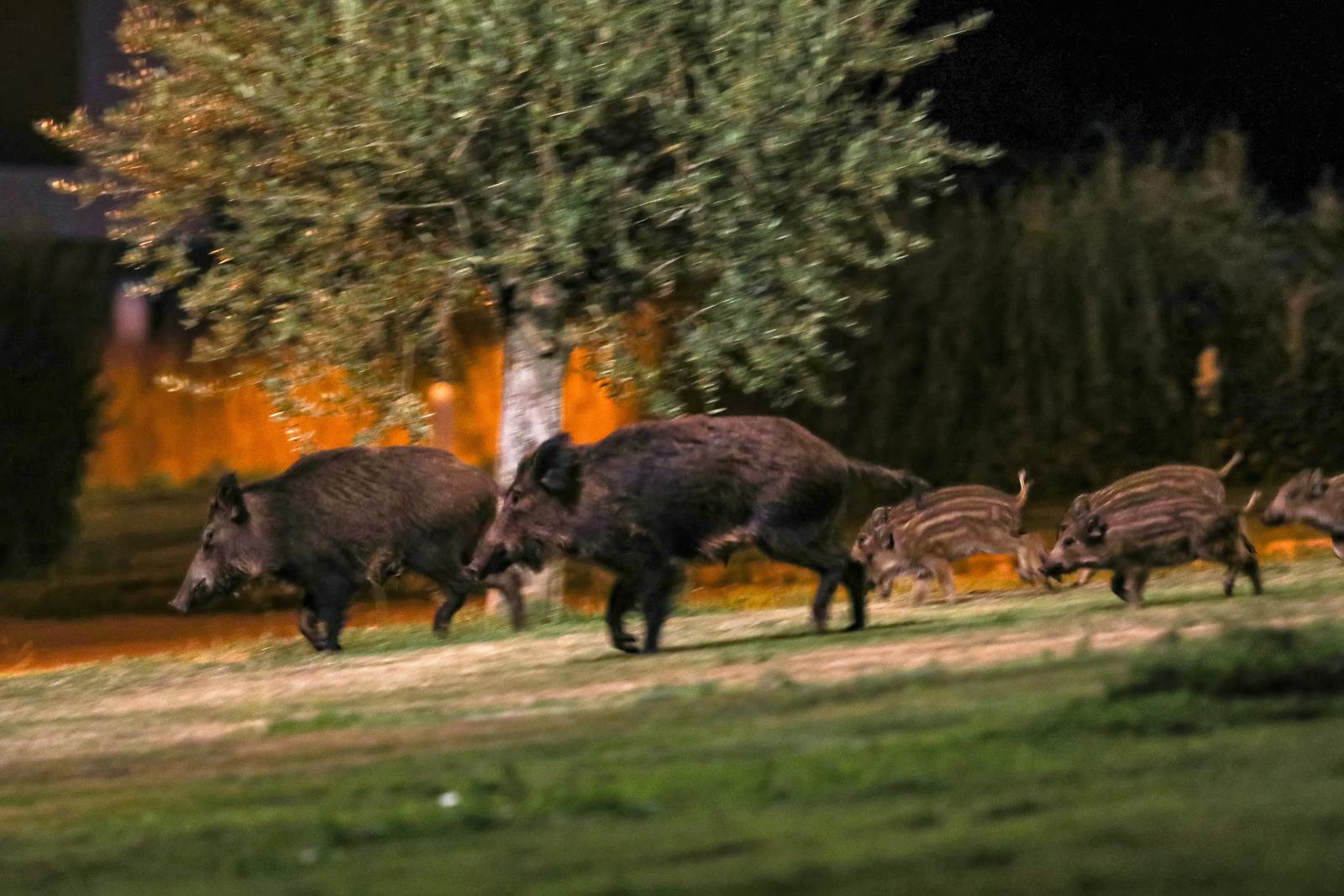 BUDITE OPREZNI! U Medulinu lovci kreću u akciju, zatvara se nekoliko lokacija