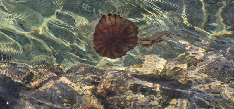 IMA IH I OVOG LJETA Na pulskoj plaži uočena velika Kompas meduza NE DIRAJTE JU!