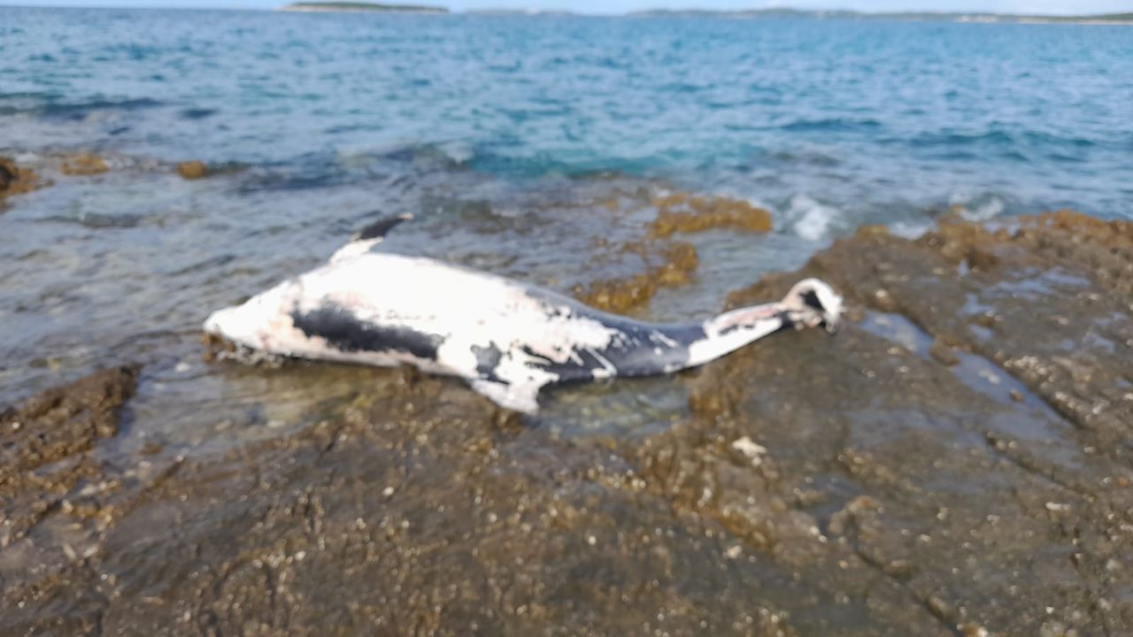 ROVINJ Delfin se nasukao kod Paluda