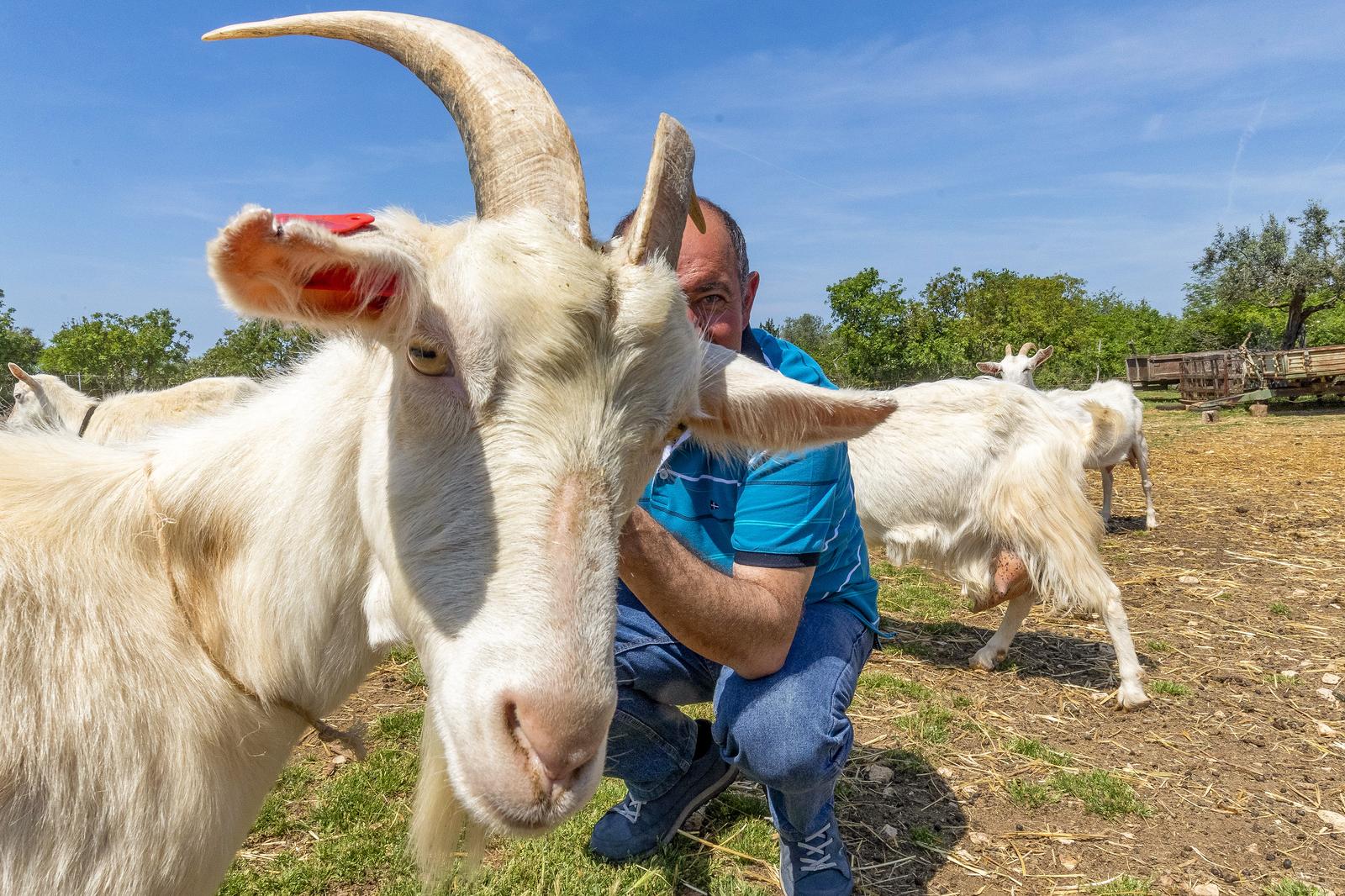 NOVI NATJEČAJ Istarski će poljoprivrednici moći dobiti gotovo 7 tisuća eura potpore