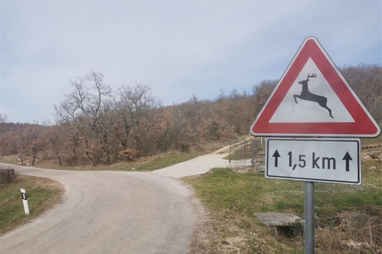 U Istri jučer evidentirano čak šest naleta na divljač