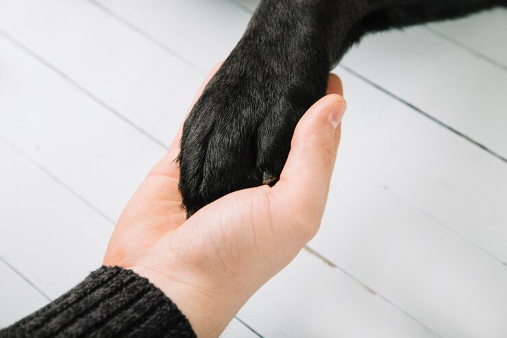 Veterinarka Lidija Peroković: 'Evo nekoliko načina kako zaštititi za vrijeme uporabe pirotehnike!'