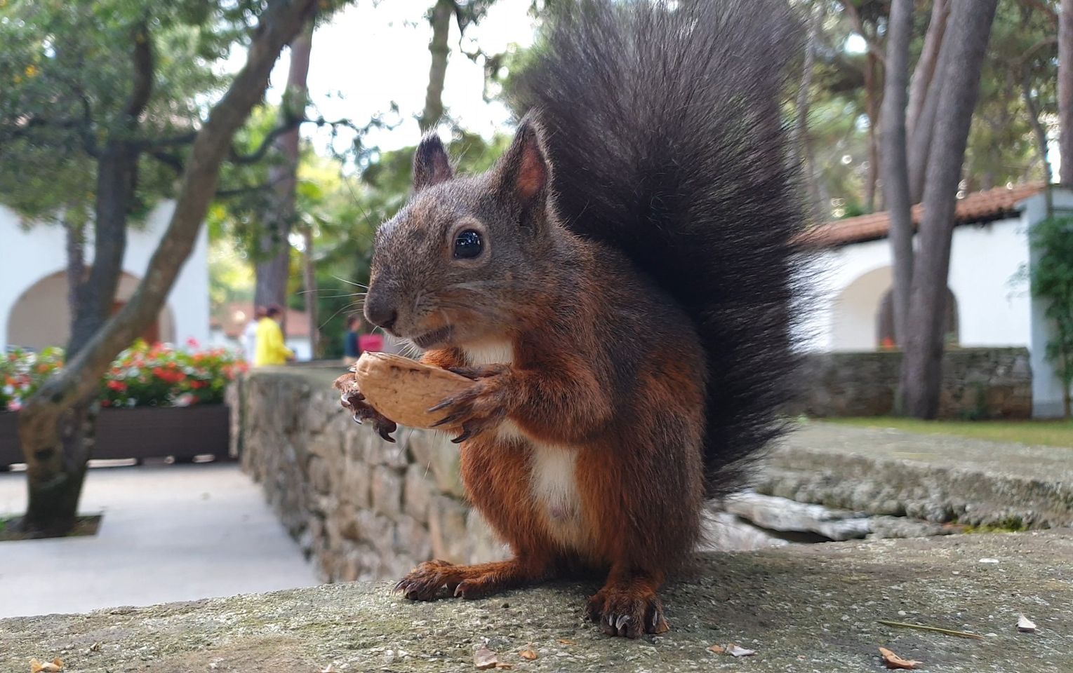 Poreč započinje s projektom repopulacije crvenih vjeverica NABAVIT ĆE HRANILICE, POJILICE I KUĆICE!