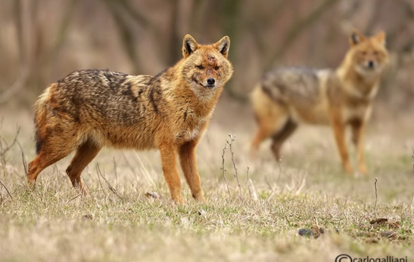 VELIKA OPASNOST ZA SRNE, ALI I DOMAĆE ŽIVOTINJE U Istri se bilježi porast broja životinje koja se sablasno glasa
