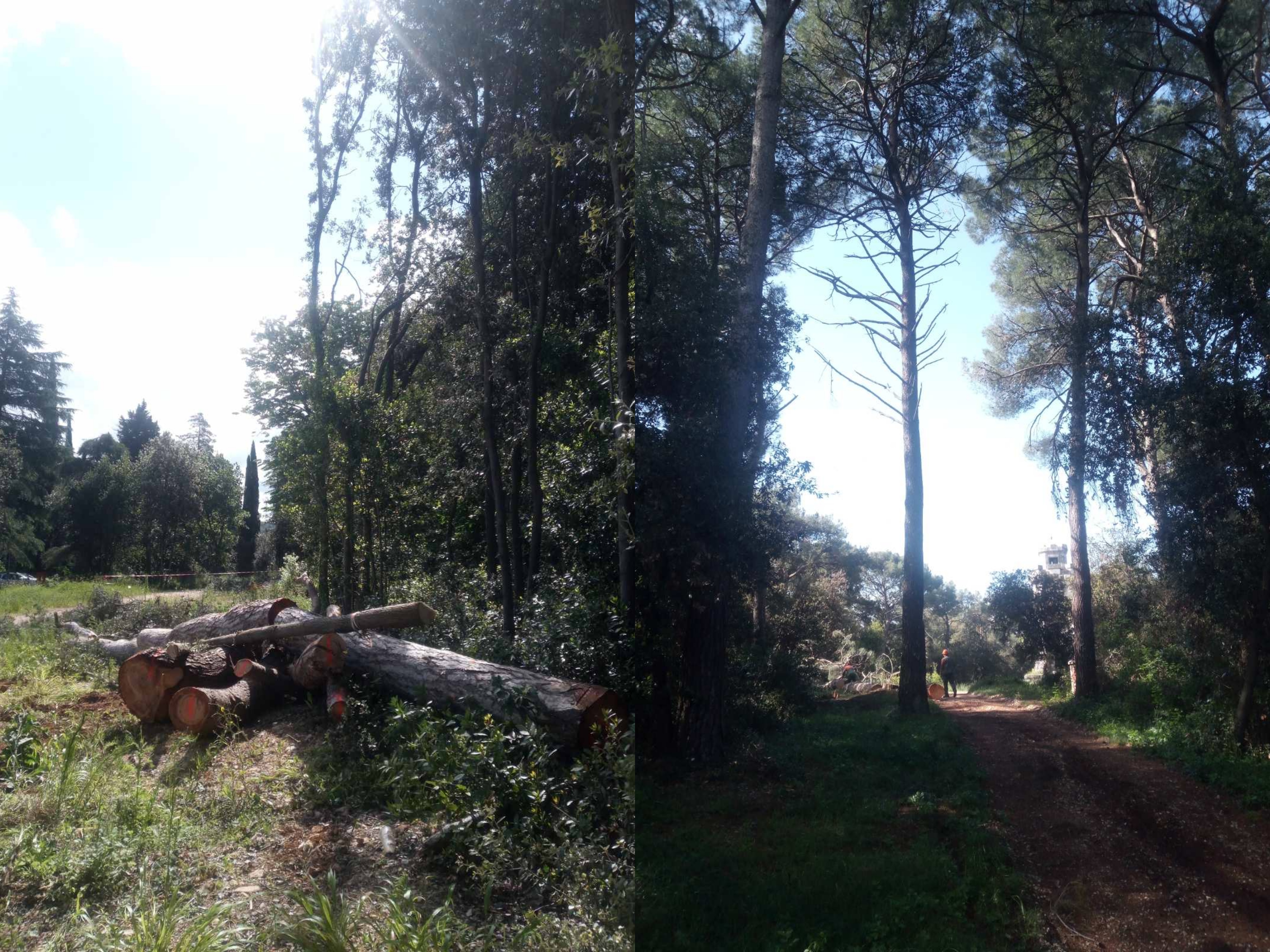 Kod rovinjske bolnice krenulo rušenje suhih, slomljenih i opasnih stabala