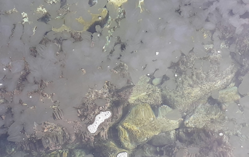 U Istri se ponovno pojavili rebraši OČEKUJE SE DA ĆE IH BITI JOŠ VIŠE