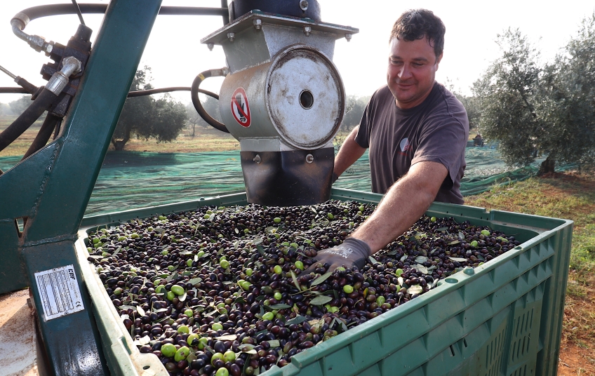 Ministarstvo objavilo preporuke za maslinare i vinogradare s područja Istarske županije