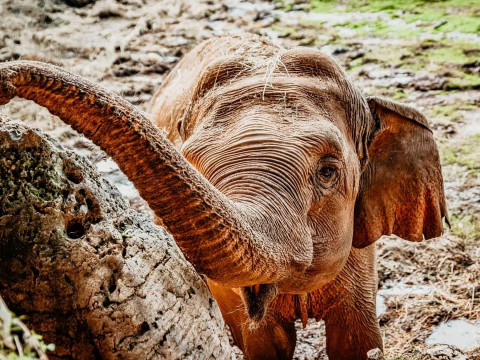 Slonica Lanka na Brijunima slavi svoj 52. rođendan, pridružite joj se povodom Svjetskog dana slonova!