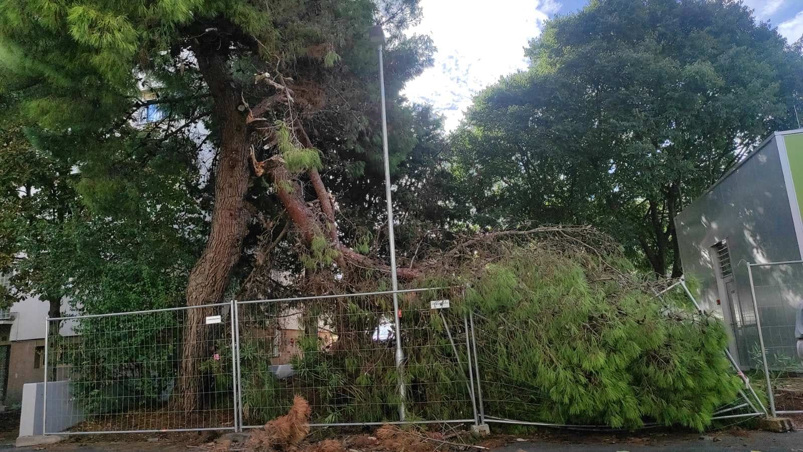 Nevrijeme u Puli izazvalo lomove stabala