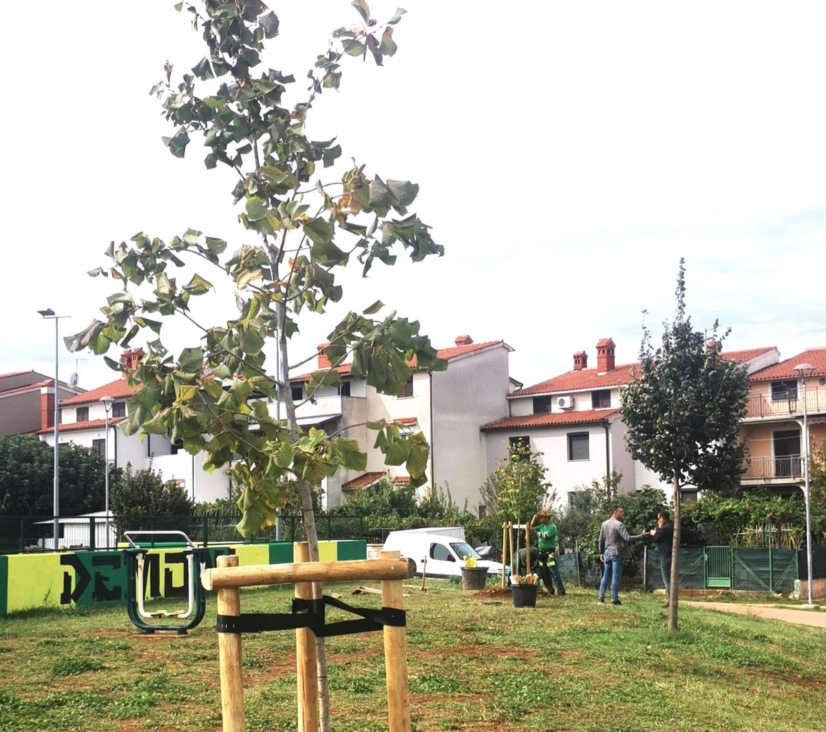 Pula je bogatija za 10 novih stabala lipe: započela jesenska obnova zelenog fonda