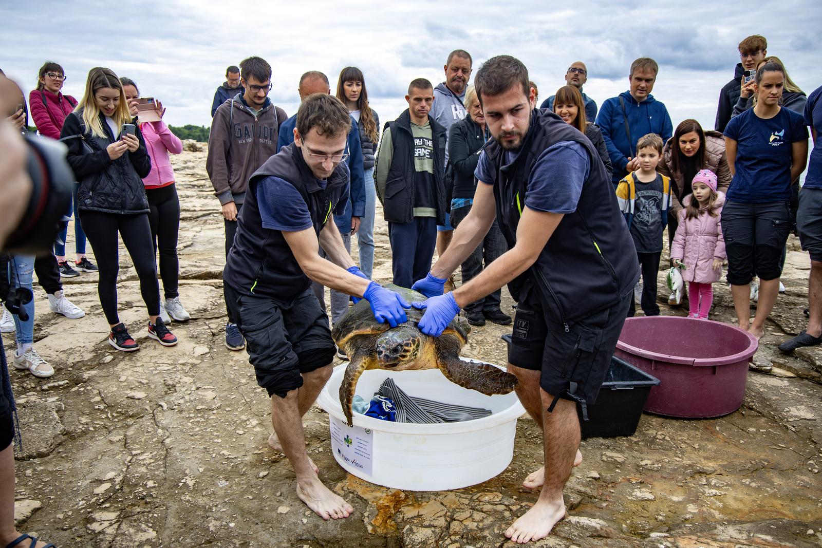 Oporavljene kornjače Čiko, Maya i Alen vraćene u svoje prirodno stanište! Nakon rehabilitacije puštene u more