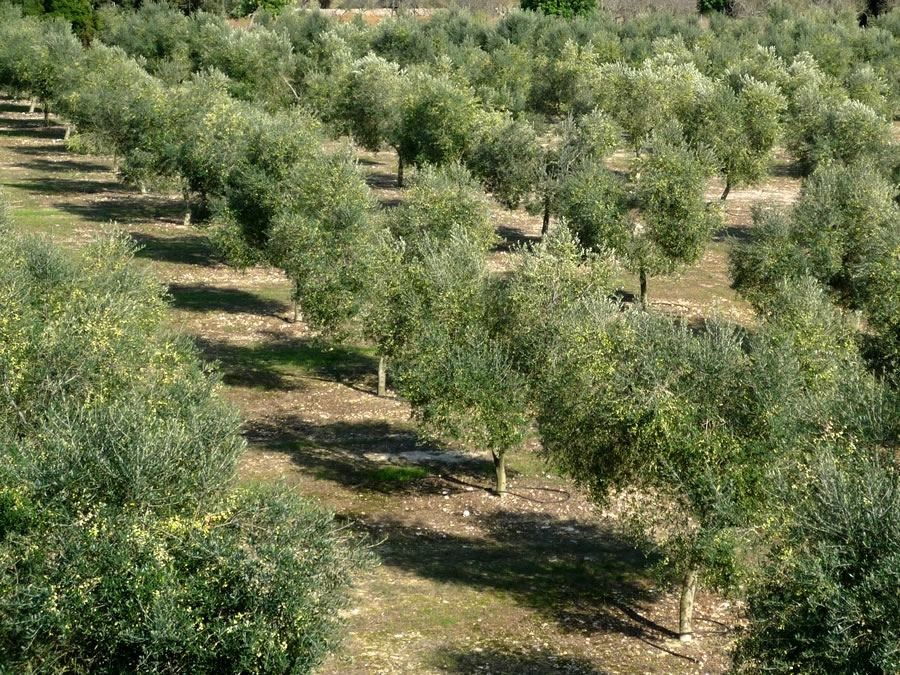 Općina Bale objavila Javni poziv za dodjelu potpora poljoprivredi