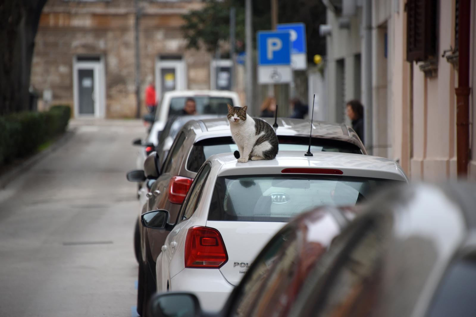 Grad Pula će urediti hranilišta i postaviti kućice za mačke PREDLOŽITE LOKACIJE!