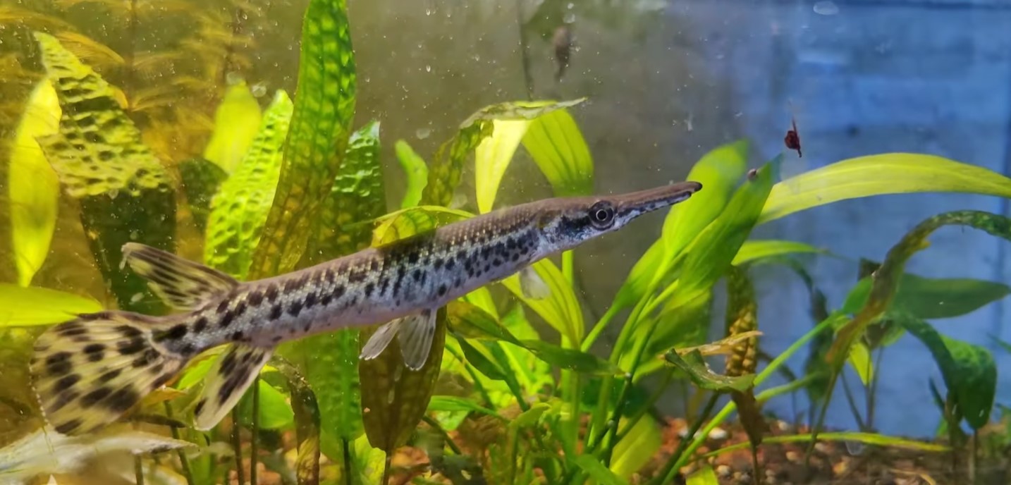 Neobična riba aligator gar – nova je zvijezda pulskog Aquarium-a!