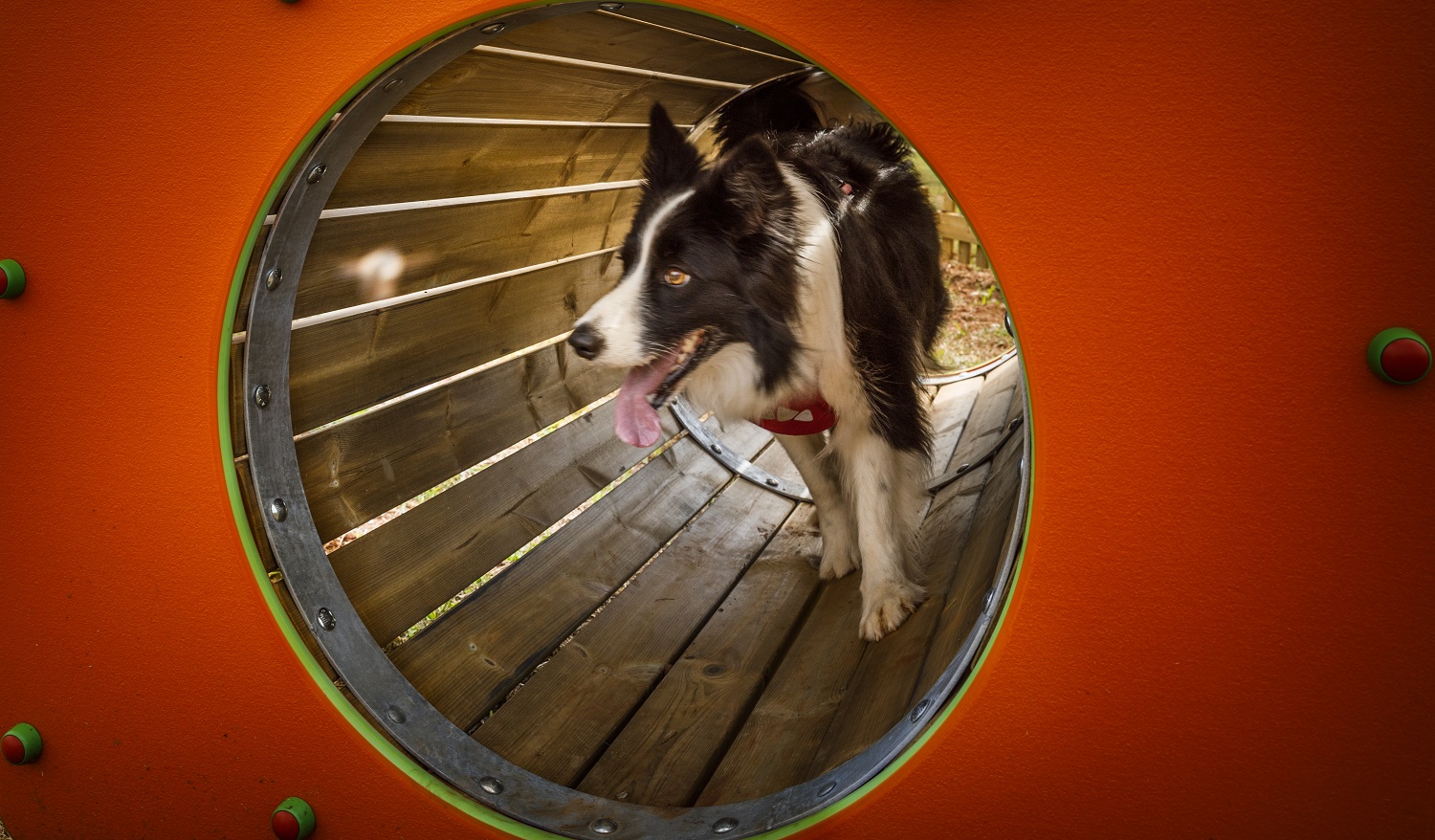 Aminess_prijatelj_kućnih_ljubimaca_-_svi_objekti_od_sada_pet_friendly_1.jpg