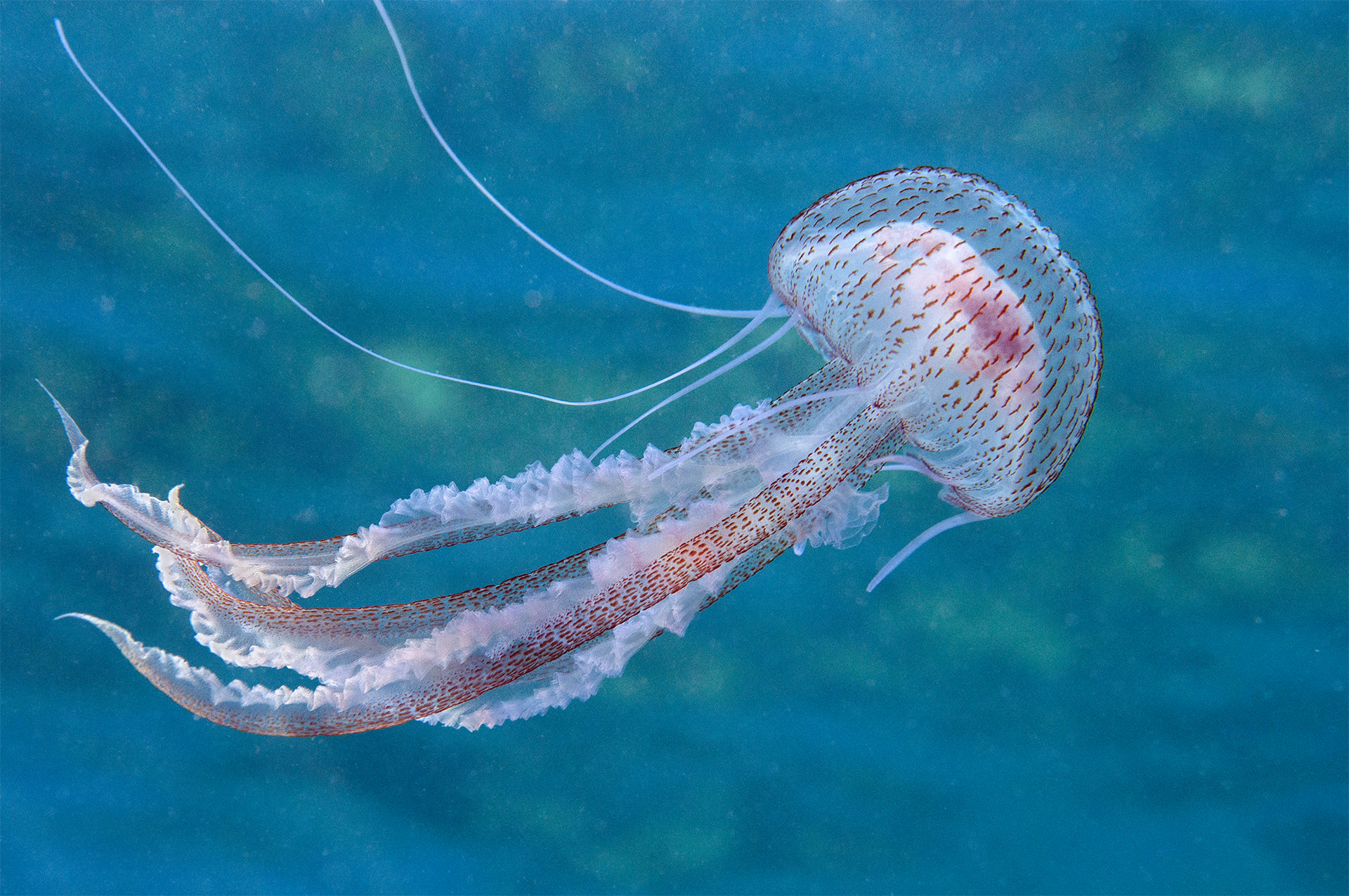 Pelagia_noctiluca_M.Babić_1.jpg