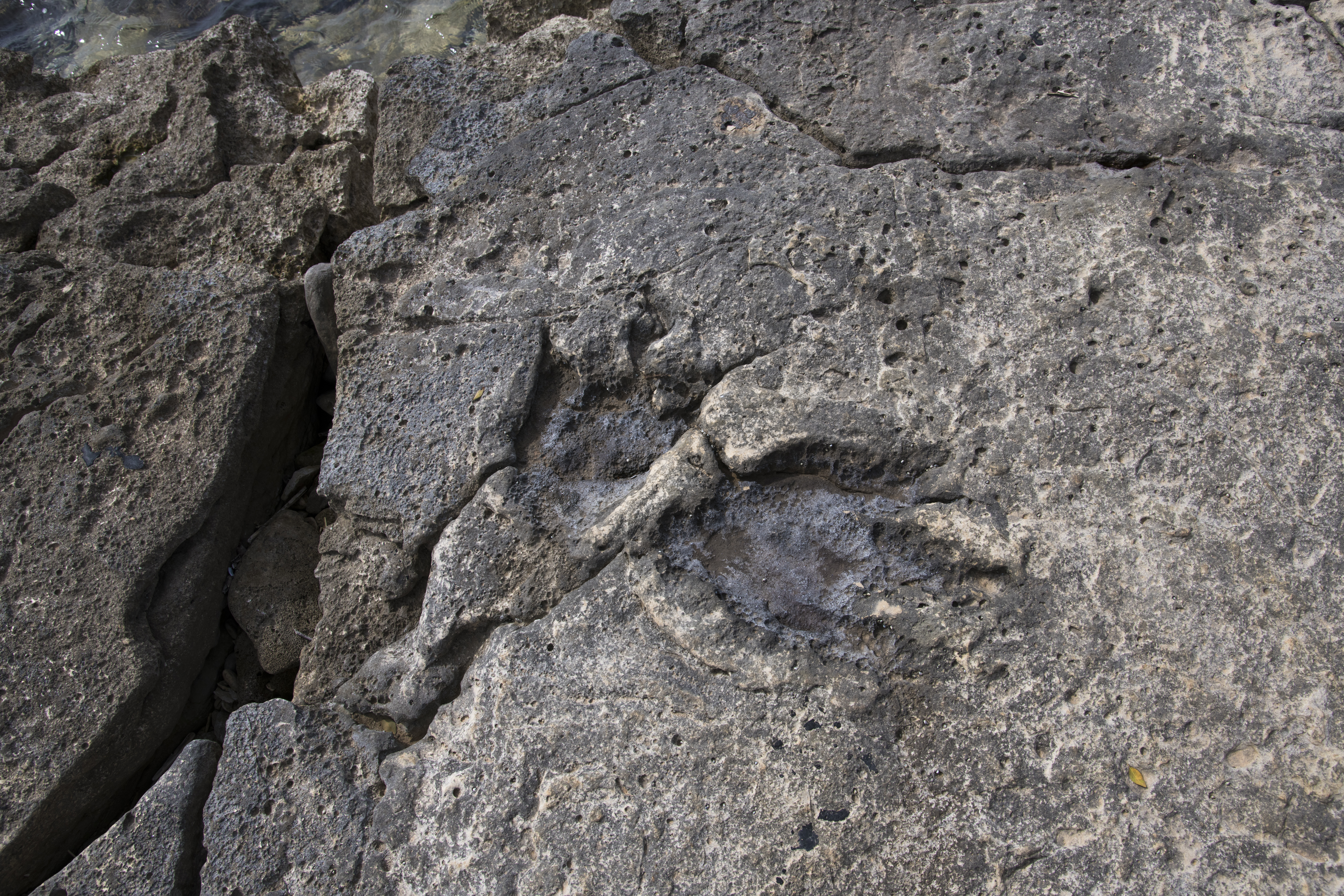 Stope_dinosaura_Brijuni-Augustin_Ravnić.jpg