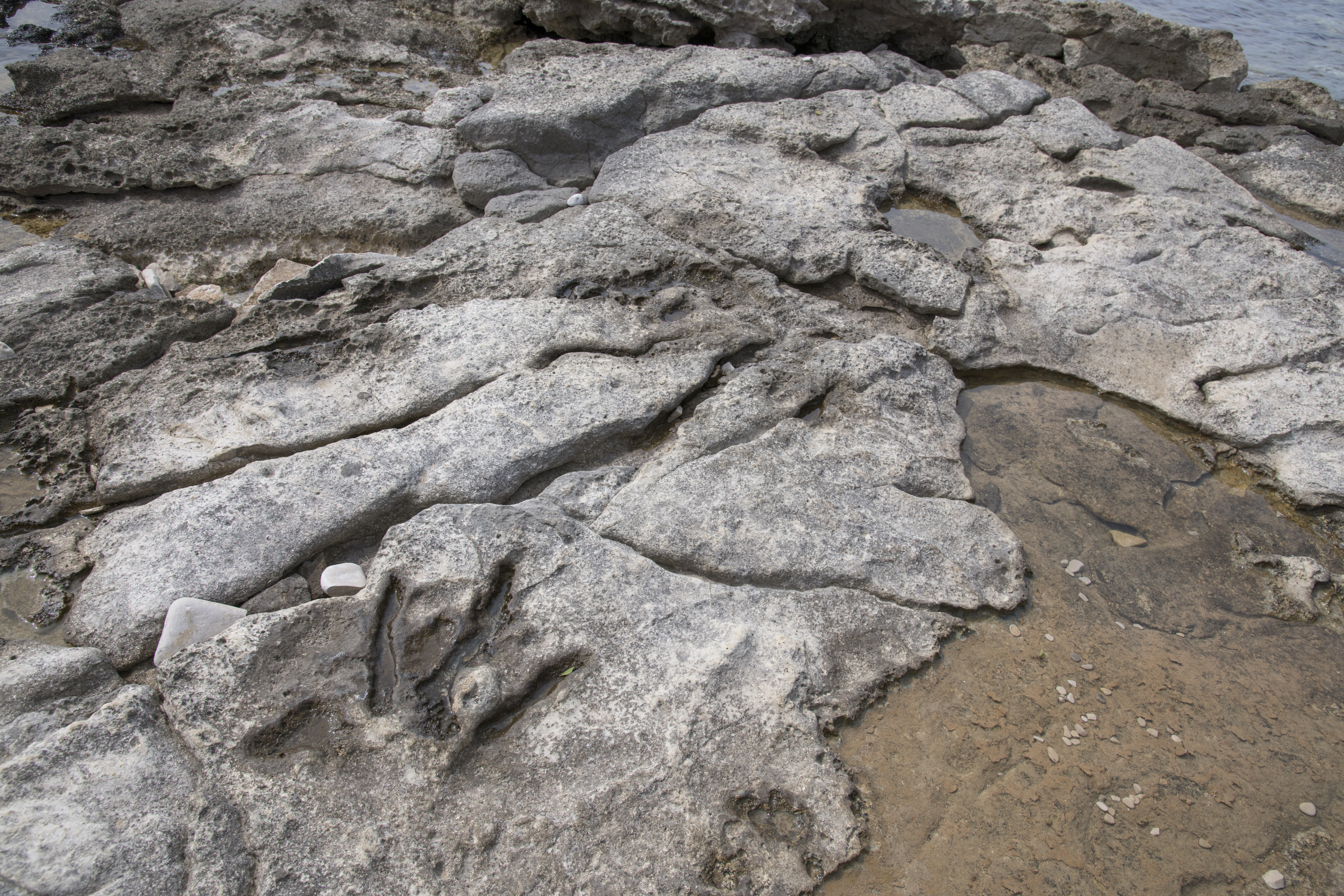 Stope_dinosaura_NP_Brijuni-Augustin_Ravnić.jpg