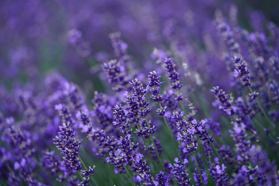 lavender-4765498_960_720.jpg